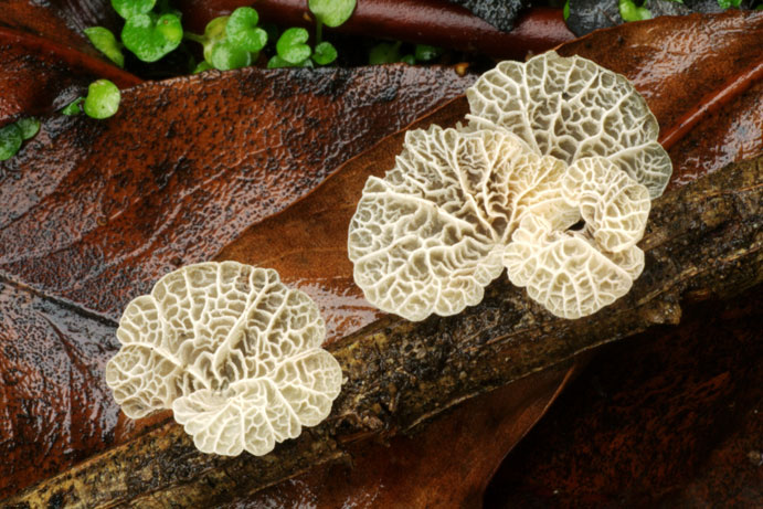 Tetrapyrgos subdendrophora